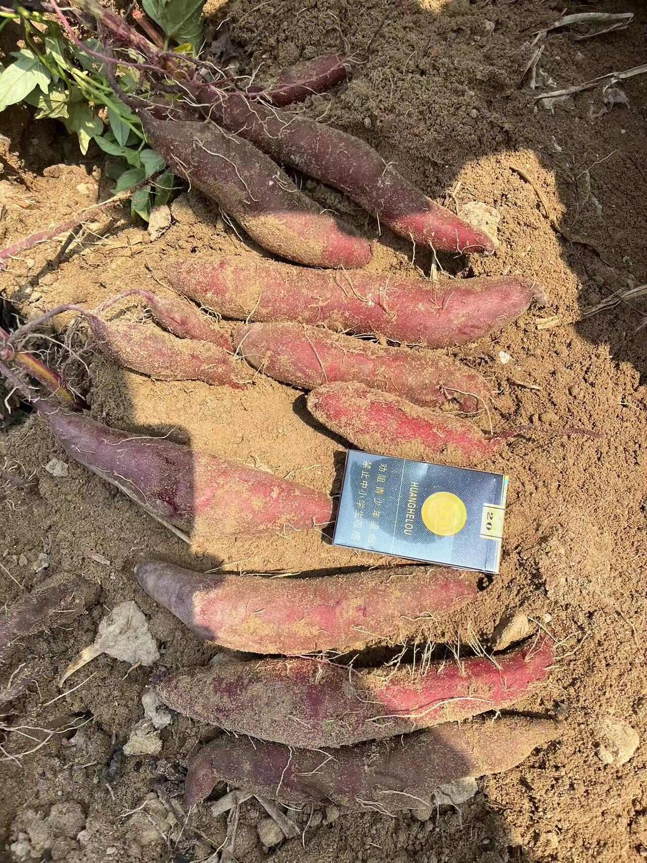 水洗或电商紫薯国内所有地区围着种植产地直供为一体采购销售模式