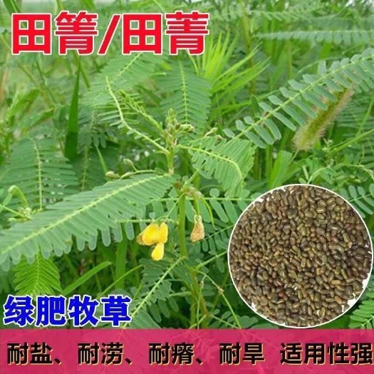 田箐种子田青碱菁涝豆耐涝耐旱盐碱土壤改良牧草果园固氮绿肥种籽
