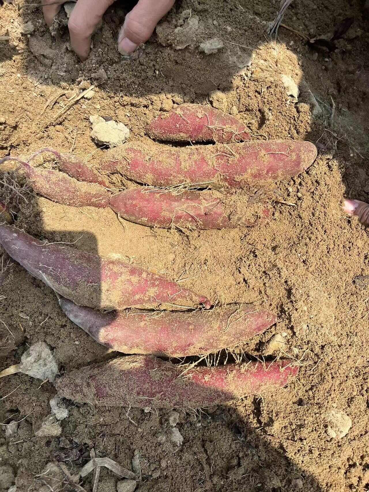 水洗或电商紫薯国内所有地区围着种植产地直供为一体采购销售模式