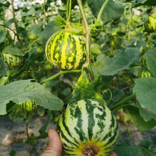 花蕾甜瓜 花皮甜瓜 花美人甜瓜大量上市 一手货源甜瓜生产基地