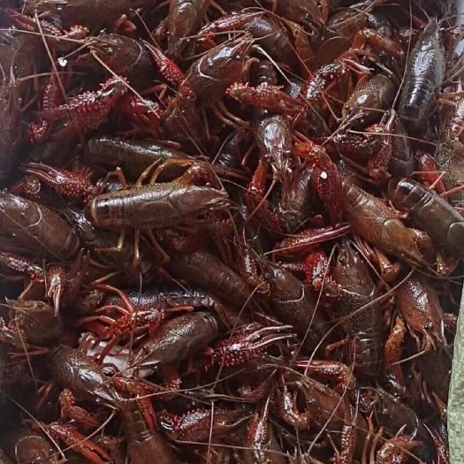 界首市湖北潜江小龙虾