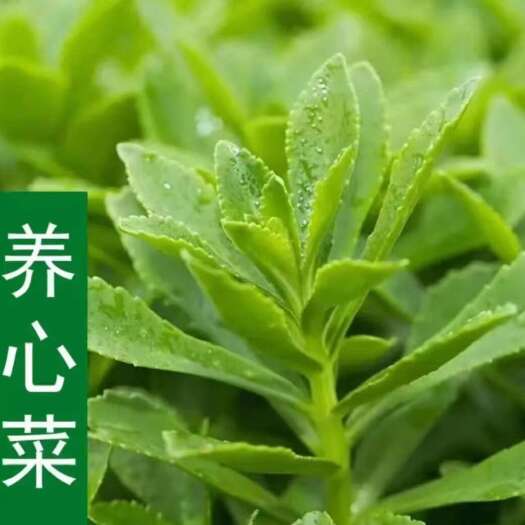贵阳费菜