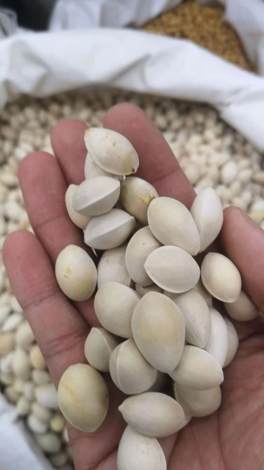 白果 白果干 白果肉【假一赔十】