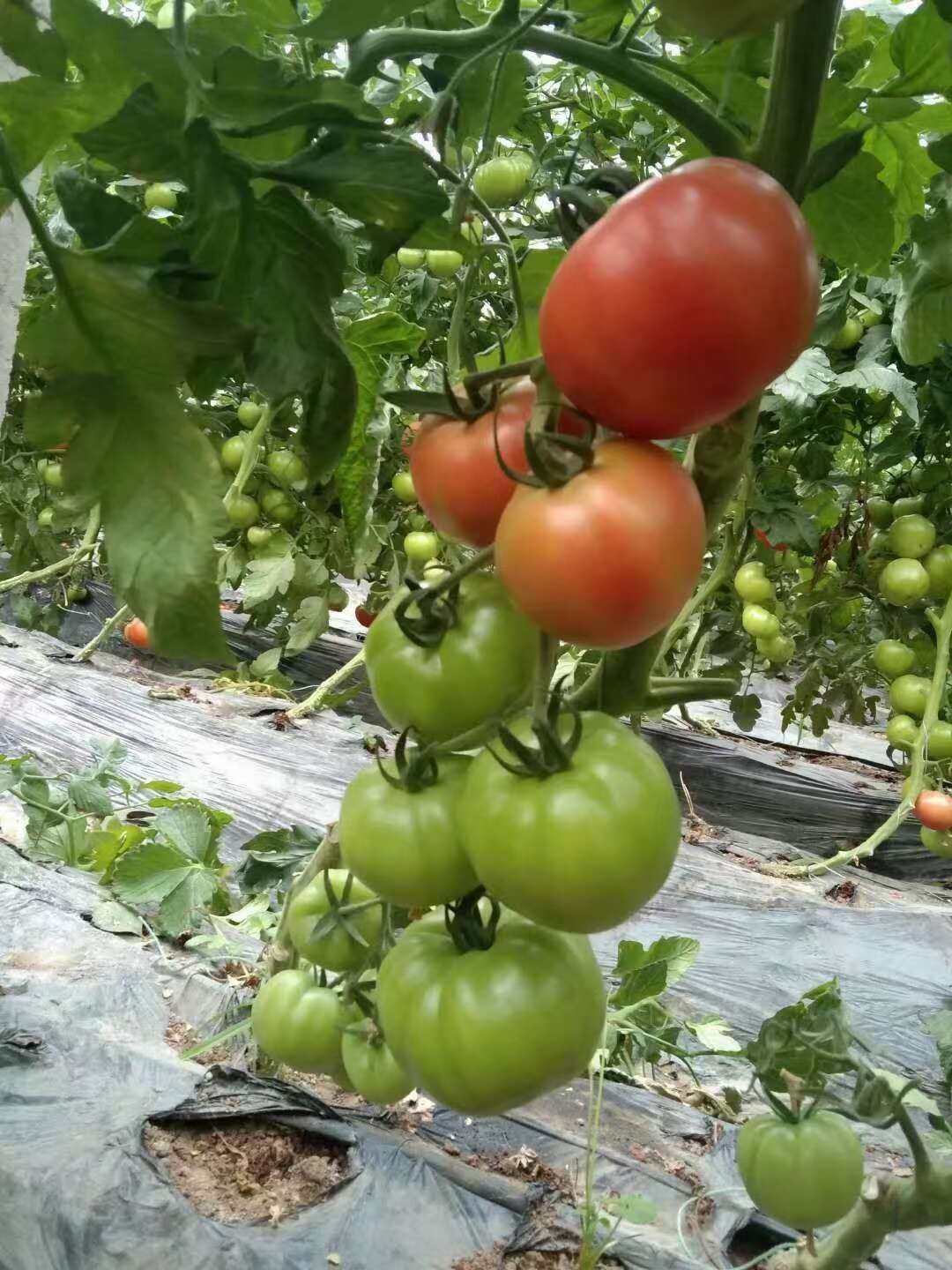 儿时味道 口感大粉 普罗旺斯西红柿苗 苗子苗场直发量大优惠