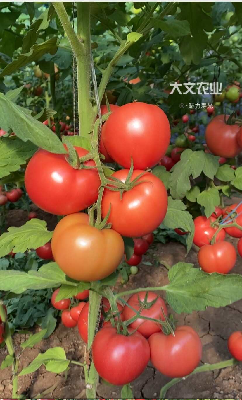 耐裂早熟抗病毒硬粉，果形周正、产量高，颜色鸡血红