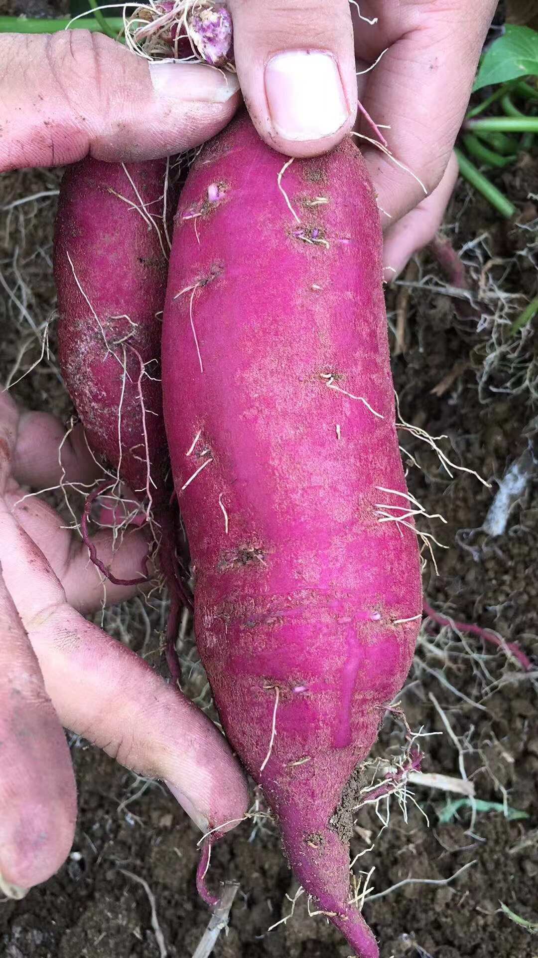 水洗或电商紫薯国内所有地区围着种植产地直供为一体采购销售模式