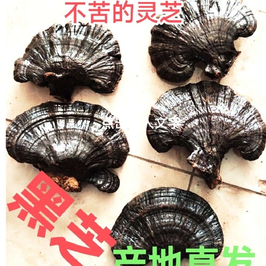 黑灵芝 产地灵芝 黑灵芝,自种自销 量大价优