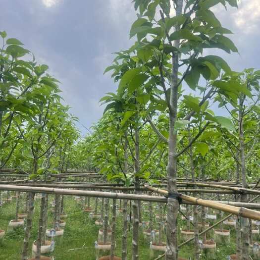 揭阳白玉兰4-15分低价出售