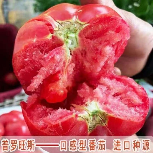 儿时味道 口感大粉 普罗旺斯西红柿苗 苗子苗场直发量大优惠