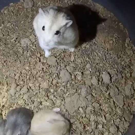潍坊仓鼠