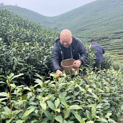 安吉白茶