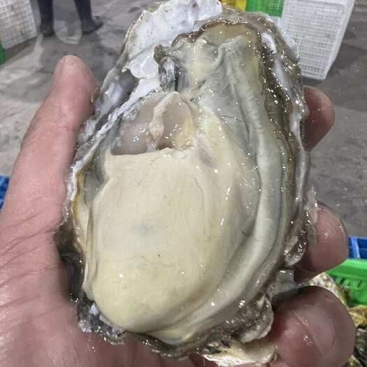 连云港乳山生蚝，产家直销，新鲜精品，根据客户需求定制，欢迎咨询