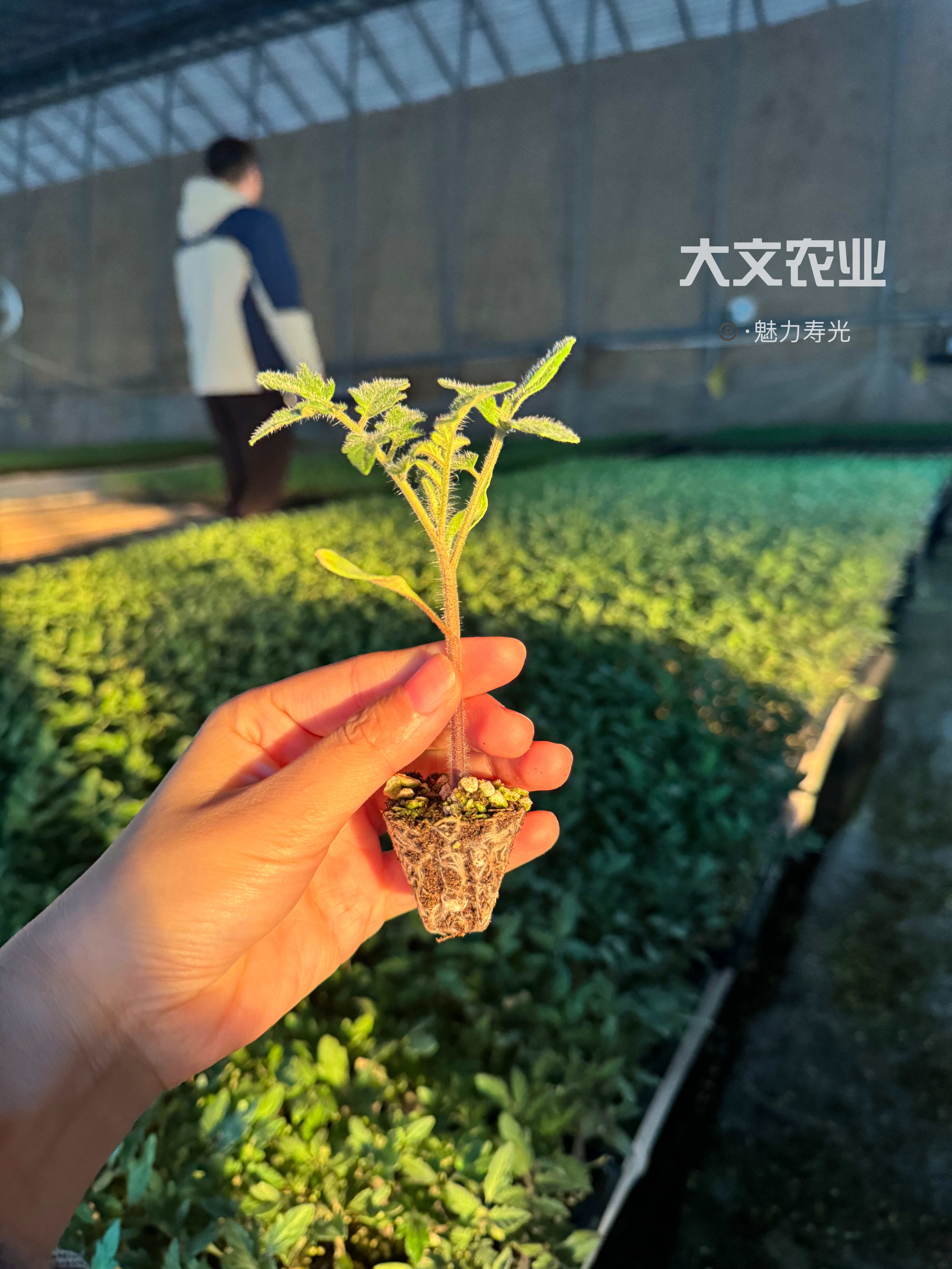 耐裂早熟抗病毒硬粉，果形周正、产量高，颜色鸡血红