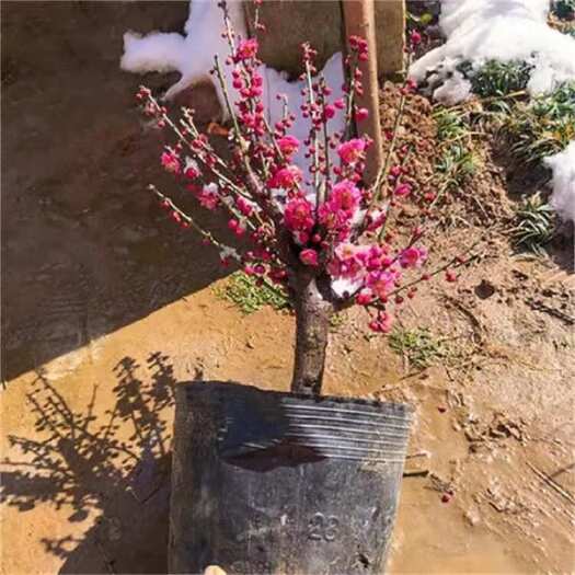 平邑县朱砂梅盆景红梅盆景、盆景素材苗诚信经营一分钱一分货
