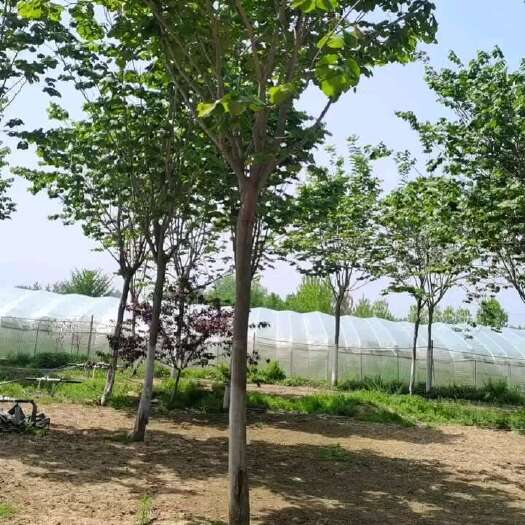 郯城县低价销售6-20公分巨紫荆