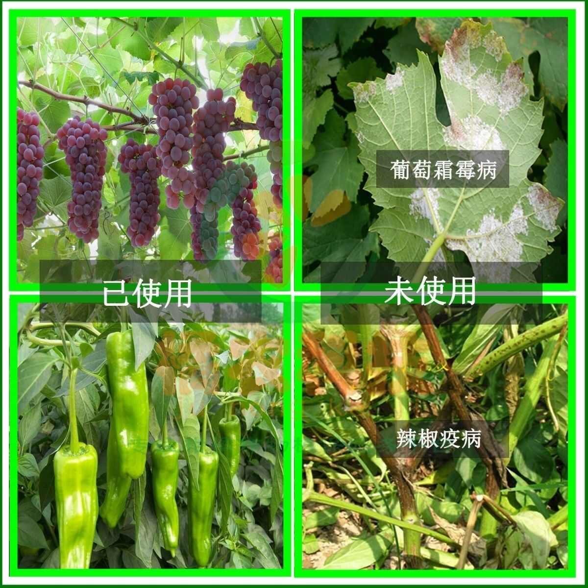 银法利拜耳霜霉威吡菌胺葡萄黄瓜番茄霜霉病晚疫病农药杀菌剂