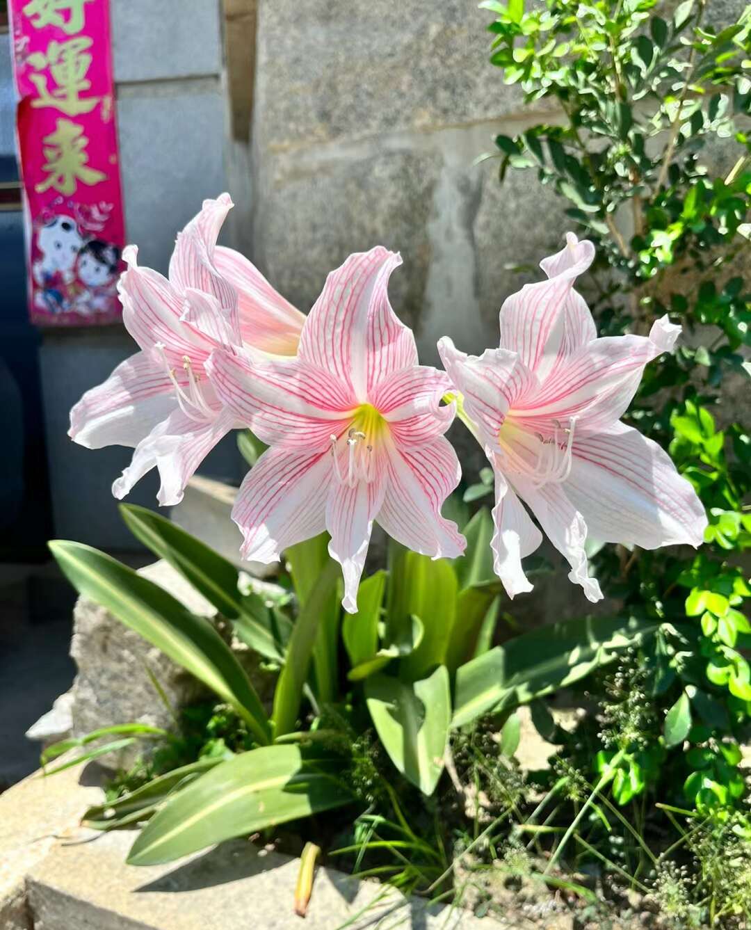 朱顶红种球好养易活耐寒花卉盆栽红花莲、华胄兰、对对红、朱顶兰