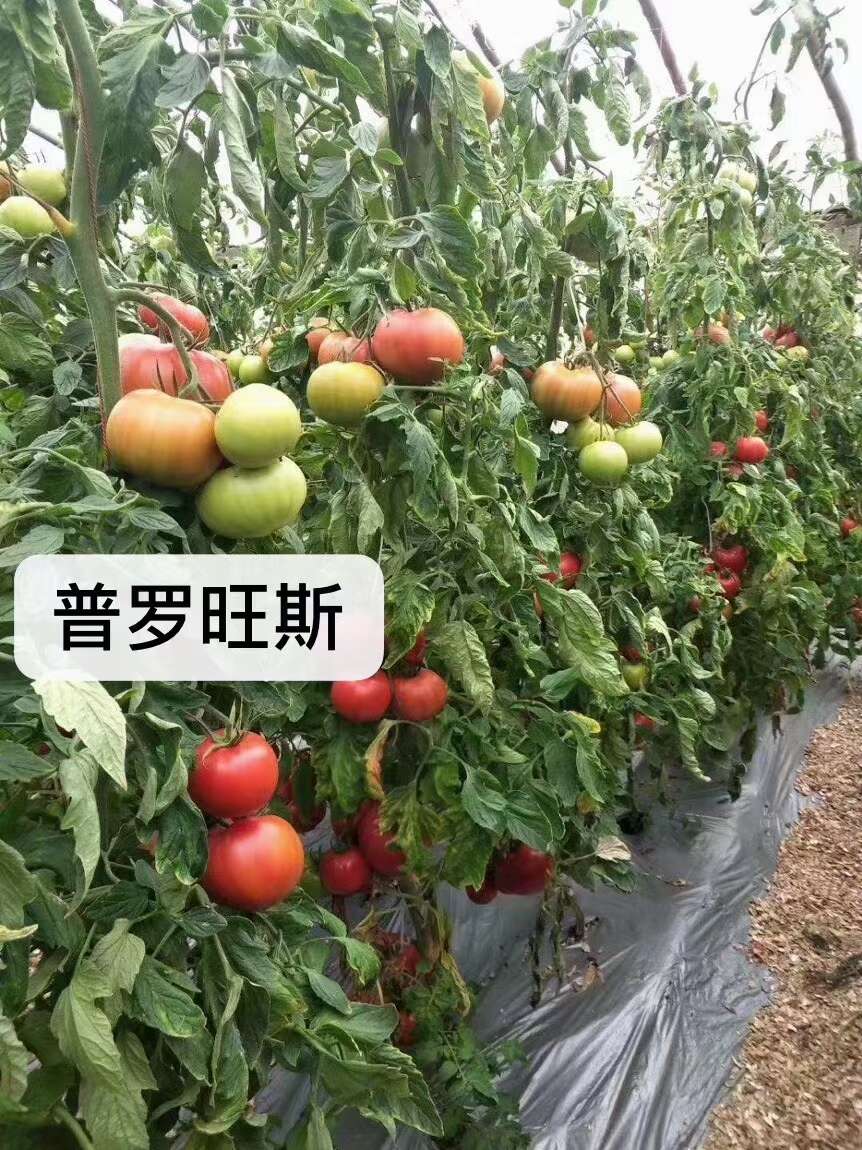 儿时味道 口感大粉 普罗旺斯西红柿苗 苗子苗场直发量大优惠