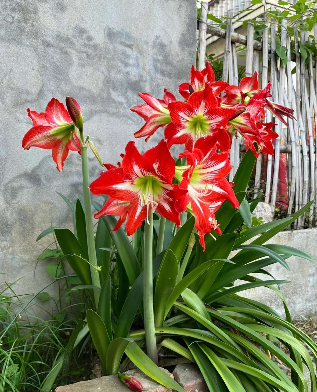 朱顶红种球好养易活耐寒花卉盆栽红花莲、华胄兰、对对红、朱顶兰