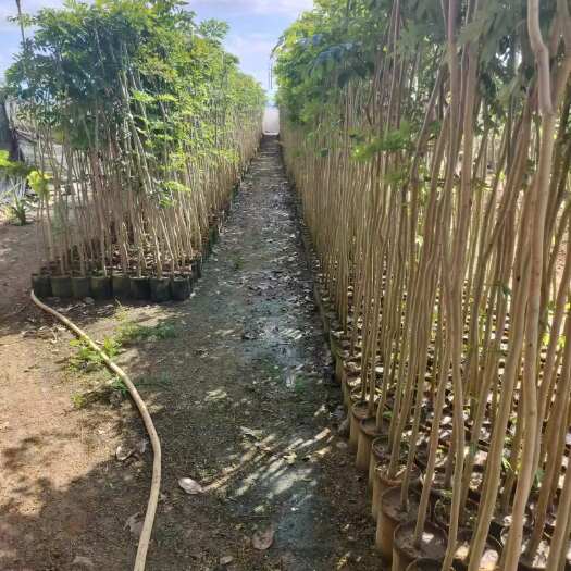 怀集县紫黄花风铃苗