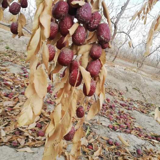 新疆特产阿克苏灰枣未清洗无 添加吊干枣精品5斤包邮一件代发