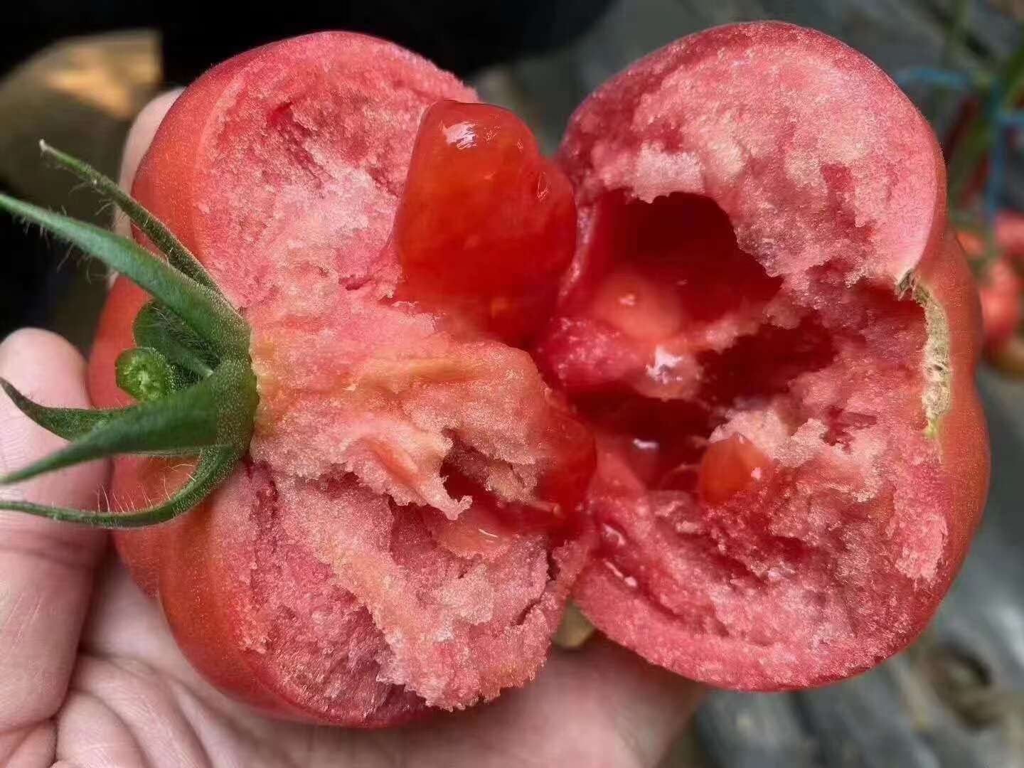 儿时味道 口感大粉 普罗旺斯西红柿苗 苗子苗场直发量大优惠