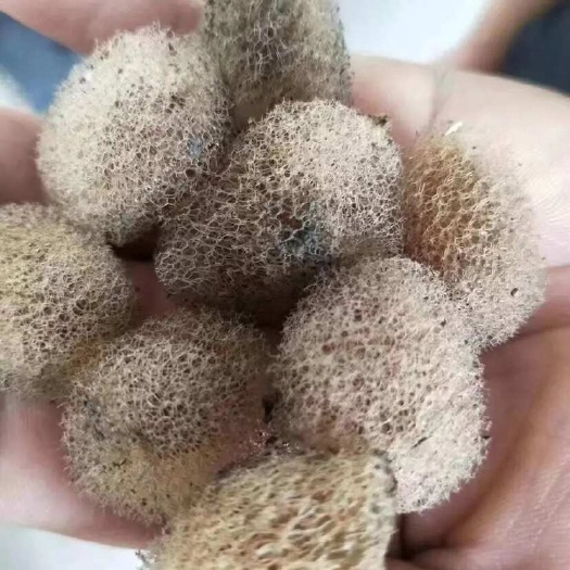 盐城蚂蝗茧 蚂蝗蛋