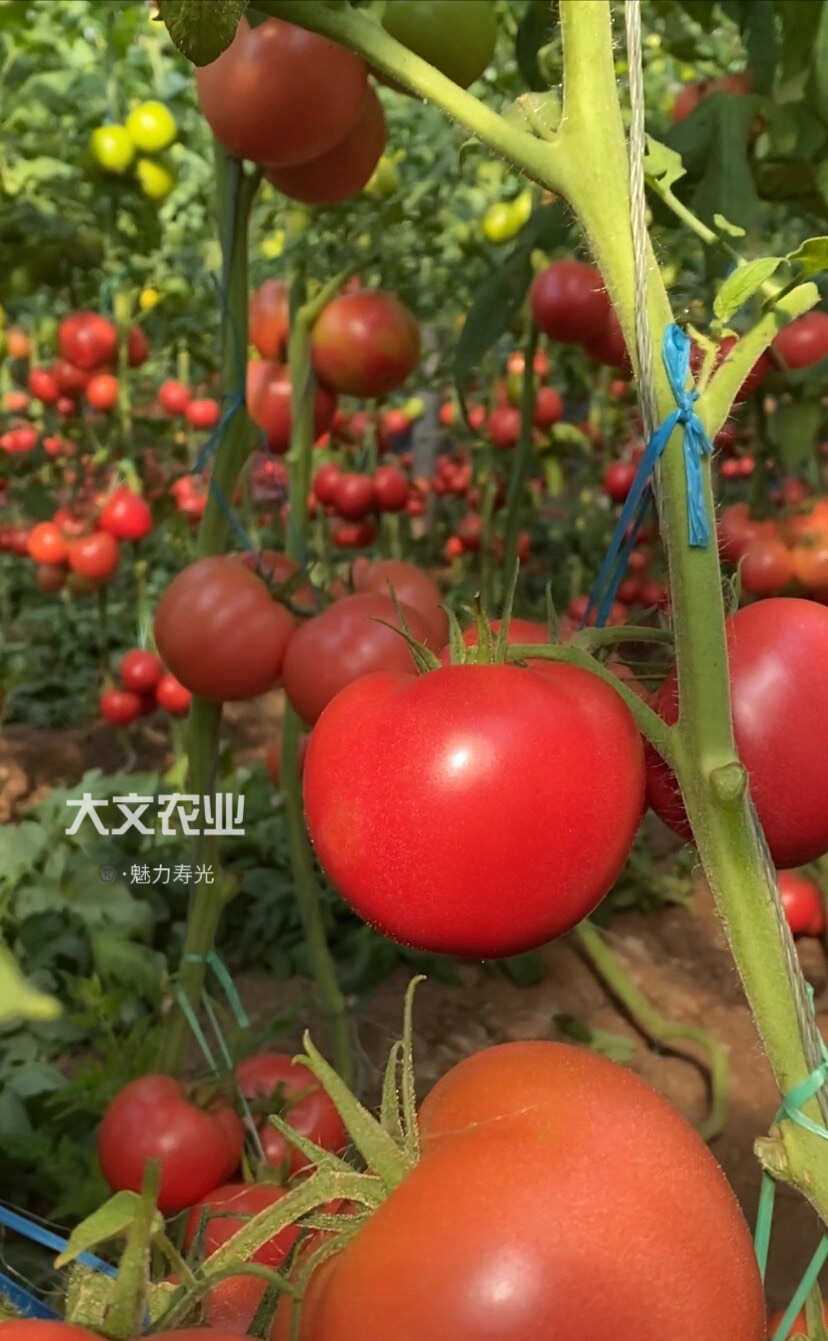 耐裂早熟抗病毒硬粉，果形周正、产量高，颜色鸡血红