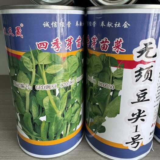 四季芽苗菜鲜嫩无须豆一号四季可播种适应性强耐寒抗病大田用种孑