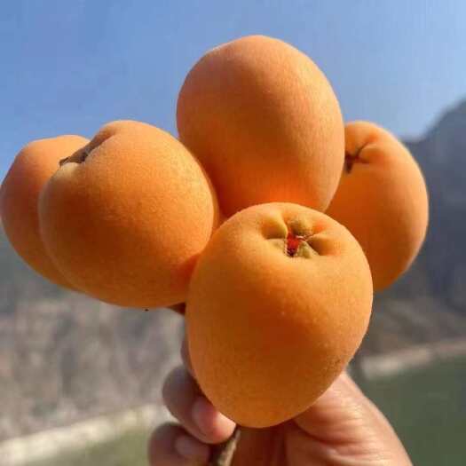 汉源县五星大枇杷