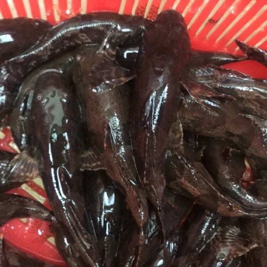 土疙瘩