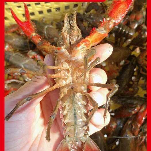 潜江市一手货源 潜江原产地精品小龙虾6789大青