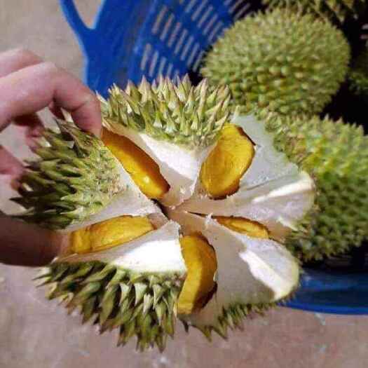  金枕