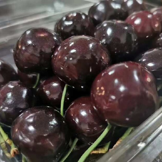 汉源县车厘子大樱桃