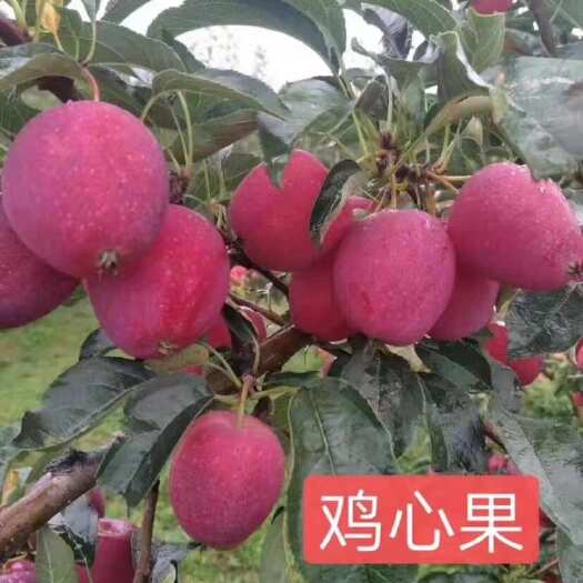 公主岭市出售鸡心果树苗 果实酸甜 口感好