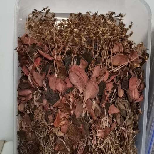 南靖县金线莲