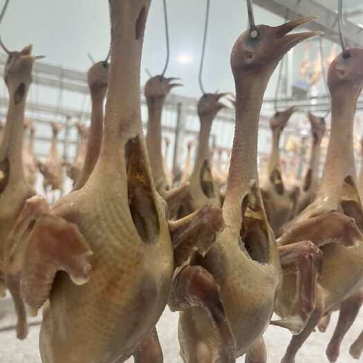 江阴市脆皮爆汁乳鸽（生胚半成品）