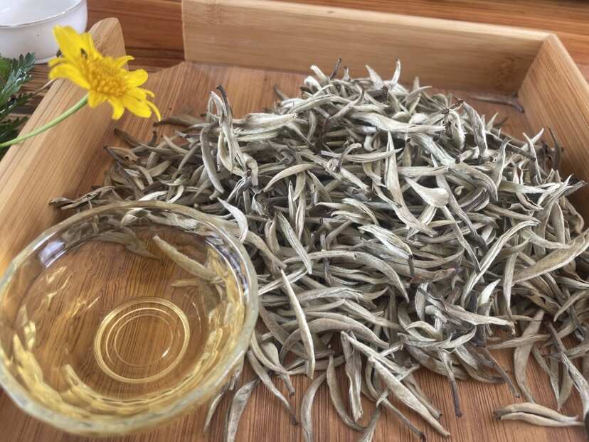 2025头采春茶 云南普洱精品级别白毫银针淡香型散装采摘茶叶
