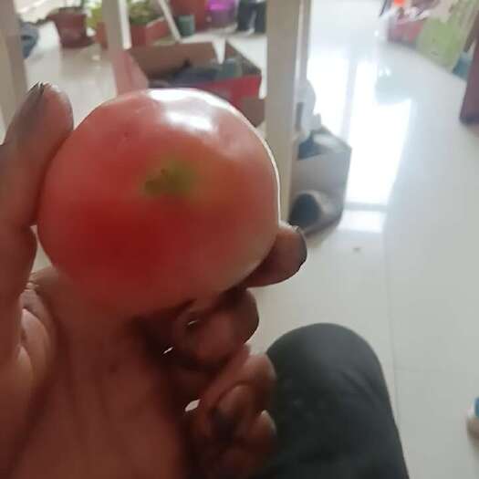 青县这是水果西红柿个小甜可以当水果吃