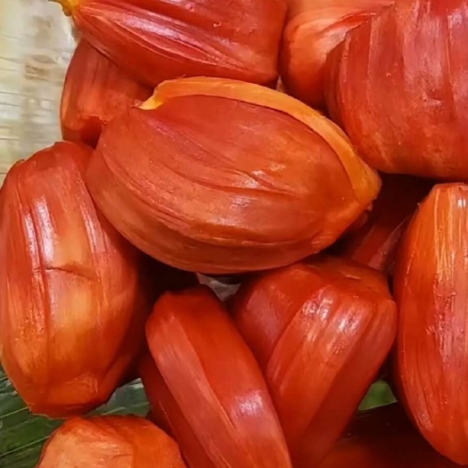 印尼红菠萝蜜苗 新品种 超甜  白丝红肉