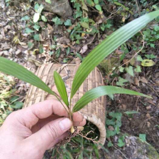 兴仁市棕榈种子   种苗 棕榈树种苗100起发货 量大优惠并包邮