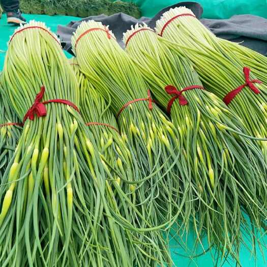 丰县【现摘现发】2024年蒜苔新鲜嫩蒜苔批发价白帽蒜薹蒜毫现摘现