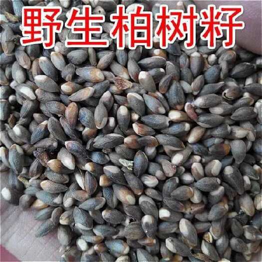 中药材～柏子仁   松柏籽