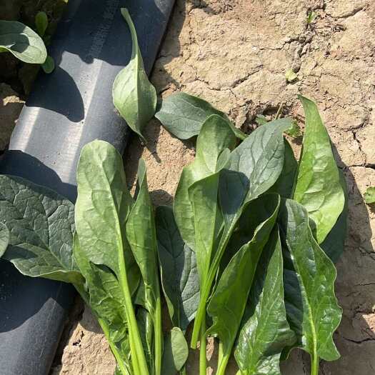 单县商超专用精品菠菜