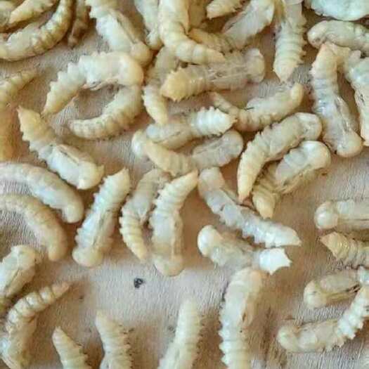 唐县黄粉虫，虫蛹干，蛹干，干虫蛹，面包虫蛹干