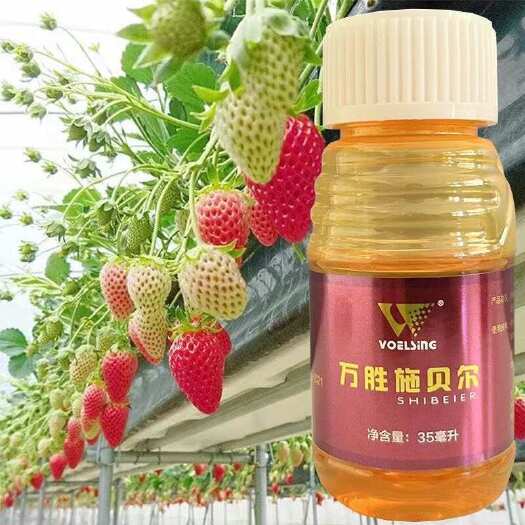 宁阳县万胜施贝尔草莓白粉病正品大厂生产不伤蜜蜂