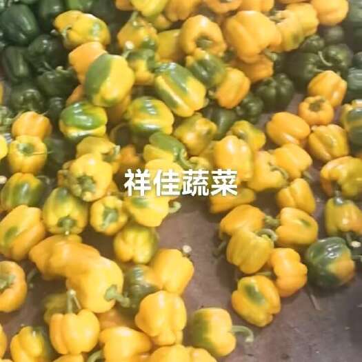 寿光市出口彩椒