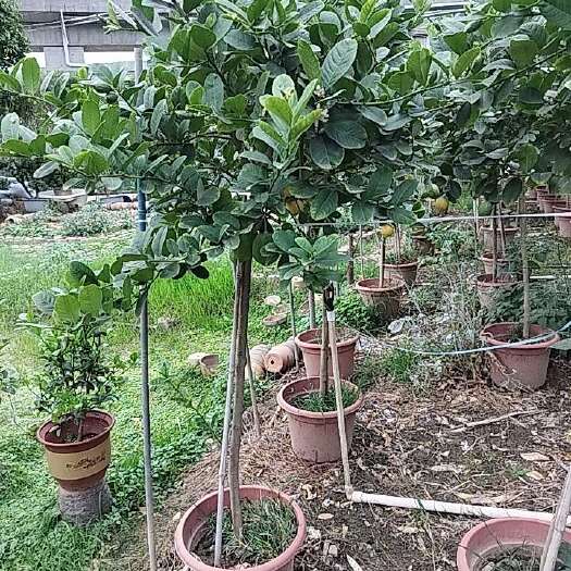 佛山广东香水柠檬苗，高120～200