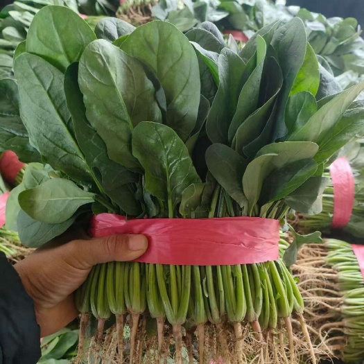 滑县菠菜 大量供应  电商  商超 市场 质量不错欢迎合作