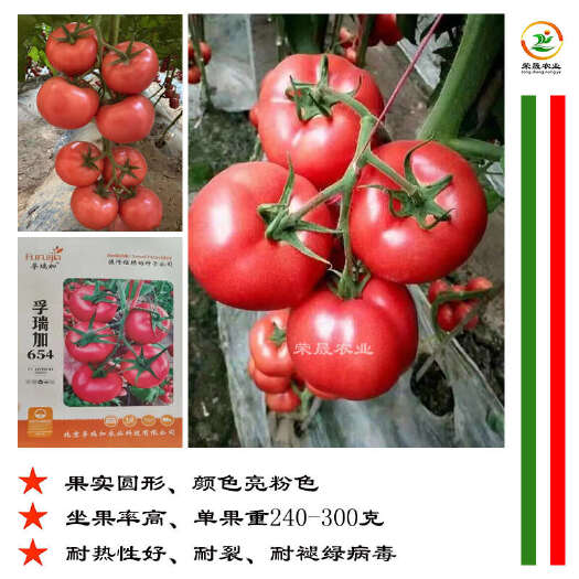 寿光市孚瑞加654番茄种子耐热抗病越夏硬粉西红柿种籽耐裂抗ty病毒